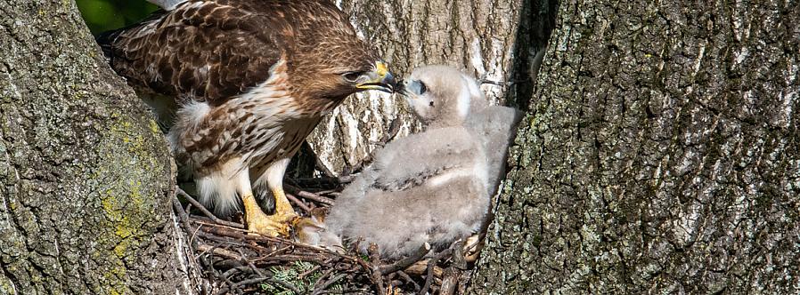 De roodstaartbuizerd is de meest voorkomende roofvogel in Noord-Europa