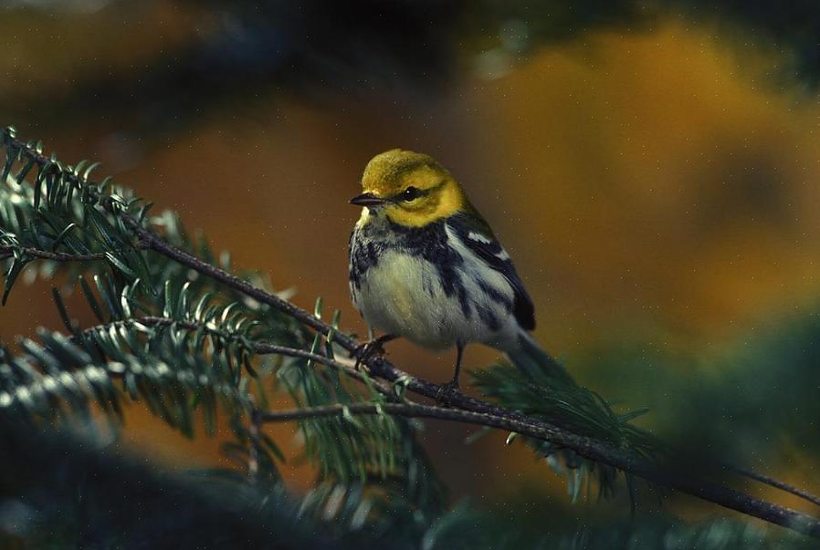 Kunnen vogelaars in de achtertuin met succes grasmussen aantrekken
