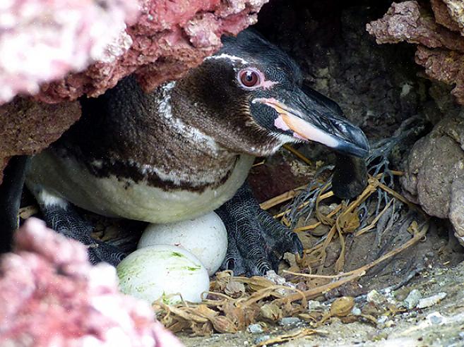 Vormen veel door mensen veroorzaakte gevaren nog steeds een extreme bedreiging voor pinguïns