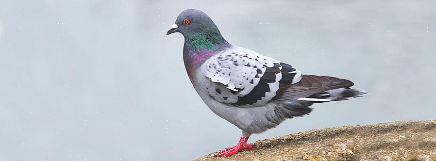 Invasieve vogels kunnen problematisch zijn voor dieren in het wild