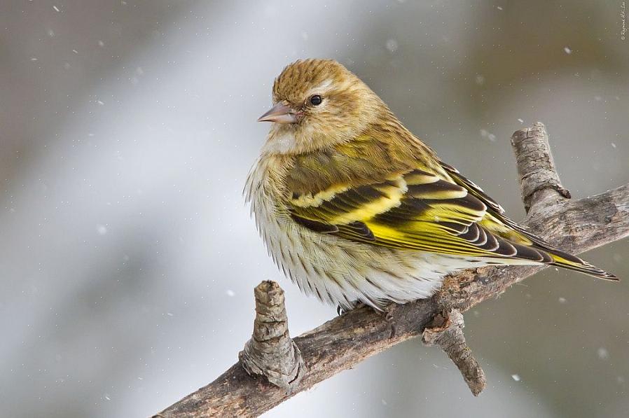 Pine sijs groene morphs zijn zeldzaam