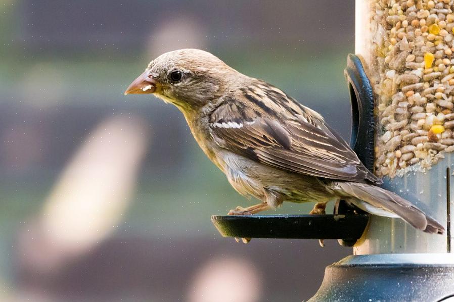 Moeten verschillende plaatsen onderzoeken om vogelzaad te kopen om te profiteren van zaden van hogere