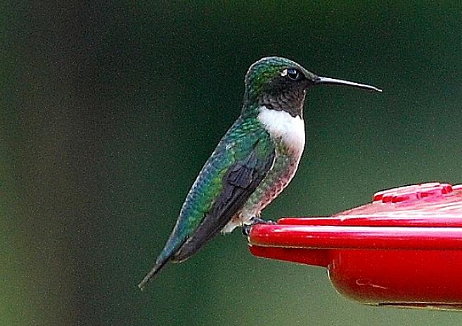De flanken van jonge mannelijke robijnkeelkolibries zijn grijsgroen
