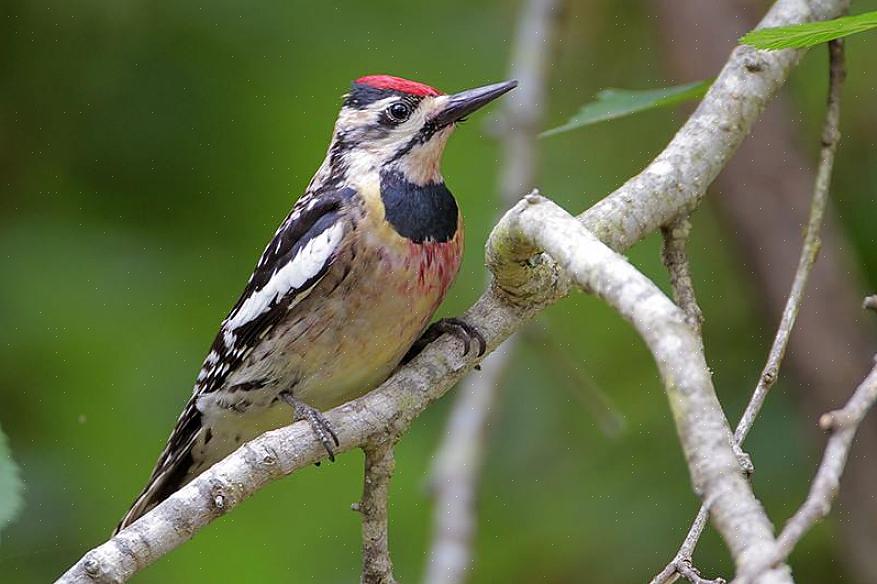 De Picidae-vogelfamilie omvat meer dan 250 soorten spechten