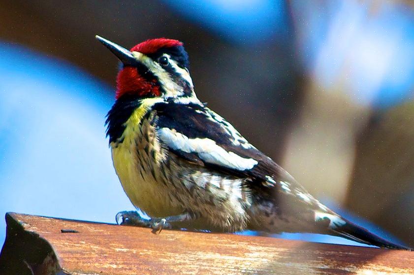 Geelbuik Sapsucker