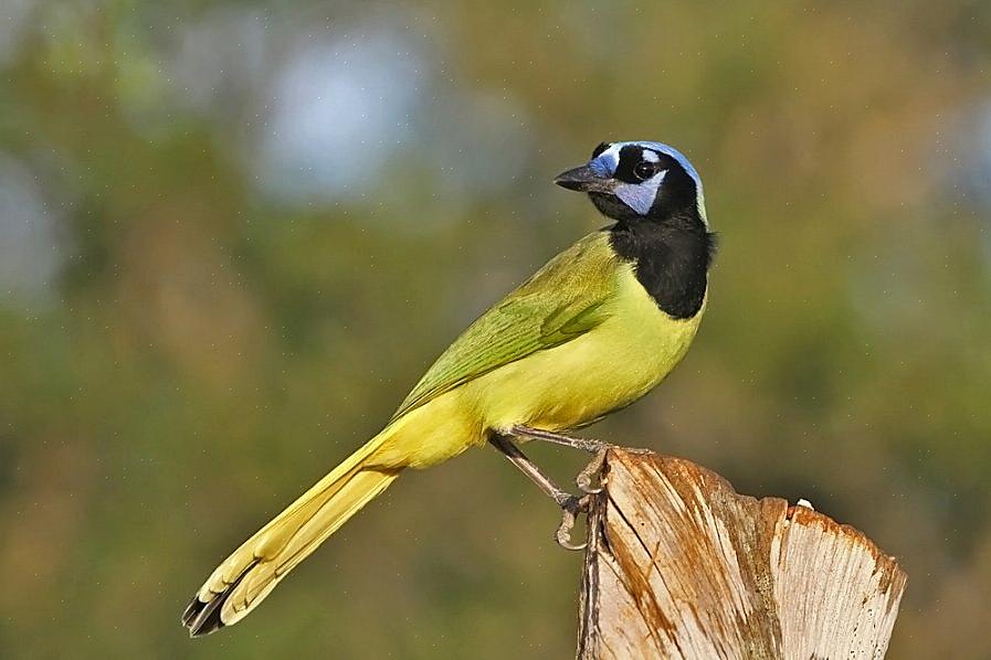 De beste uitrusting voor vogels kijken in Zuid-Texas is onder meer