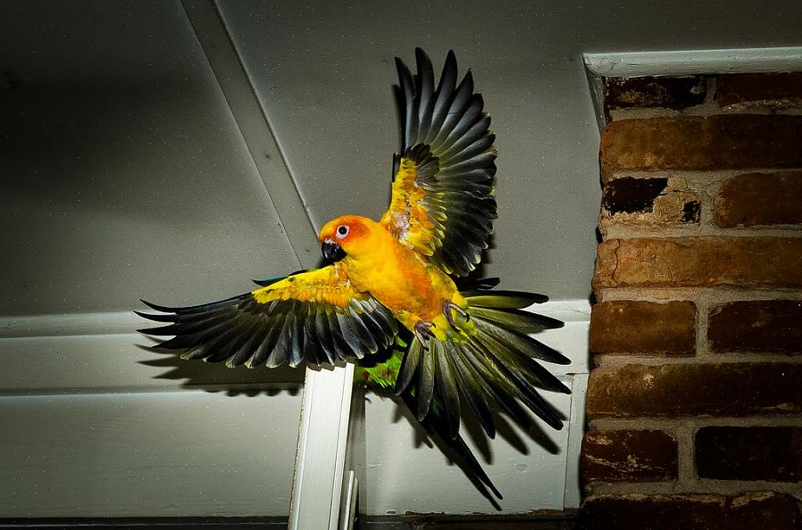 En verschillende vogels nemen deel aan verschillende soorten spel om hen te helpen een reeks vaardigheden