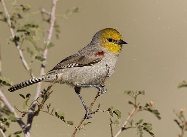 Verdin habitat en distributie