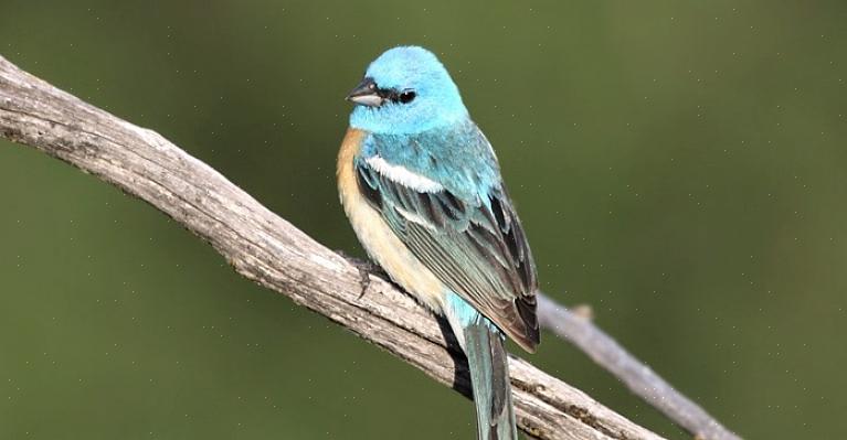 Lazuli-gorsmannetjes maken vrouwen het hof door met hun vleugels te fladderen