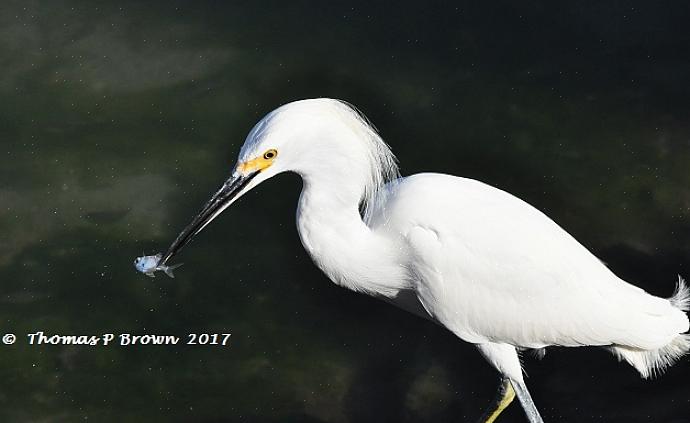 Naast fysieke kenmerken delen waadvogels een verscheidenheid aan gedragskenmerken die helpen
