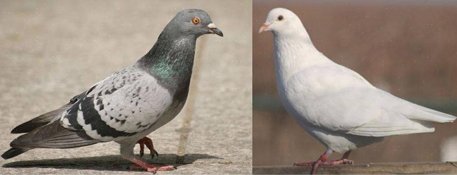 Duiven en duiven zijn in veel habitats te vinden