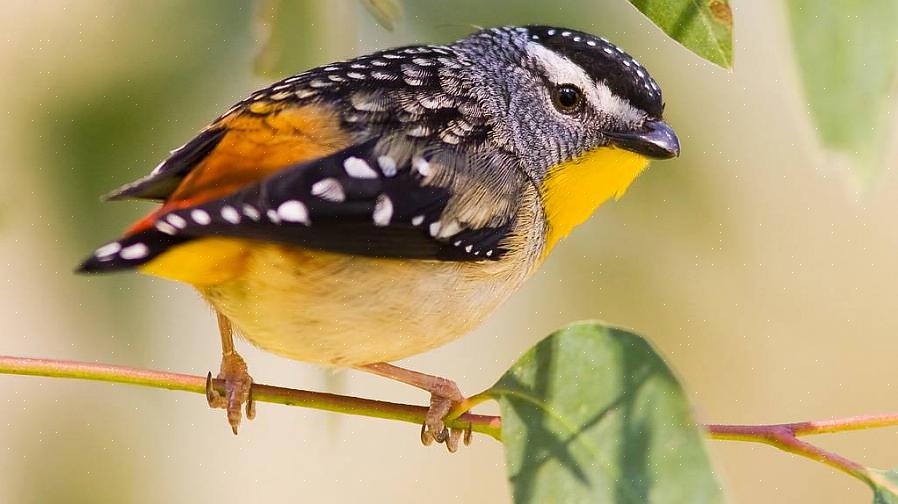 Om spechten naar uw tuin te lokken