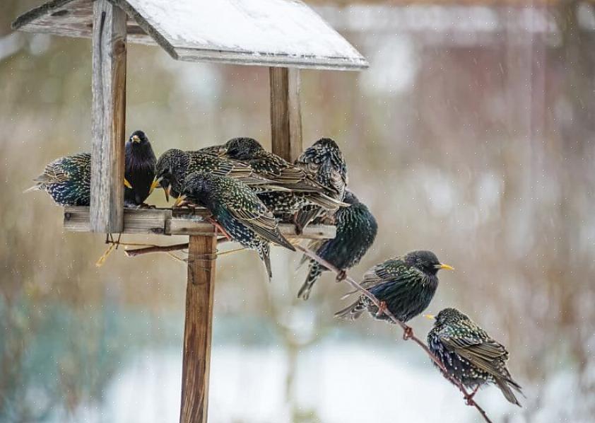 Spreeuwen zullen een grote verscheidenheid aan natuurlijk voedsel proeven