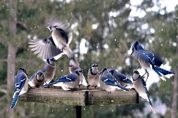Spreeuwen geven de voorkeur aan open grasrijke habitats