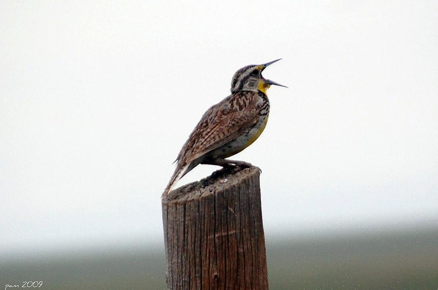 In verschillende omgevingen leren vogels zelfs andere vogelsoorten of niet-vogelgeluiden na te bootsen