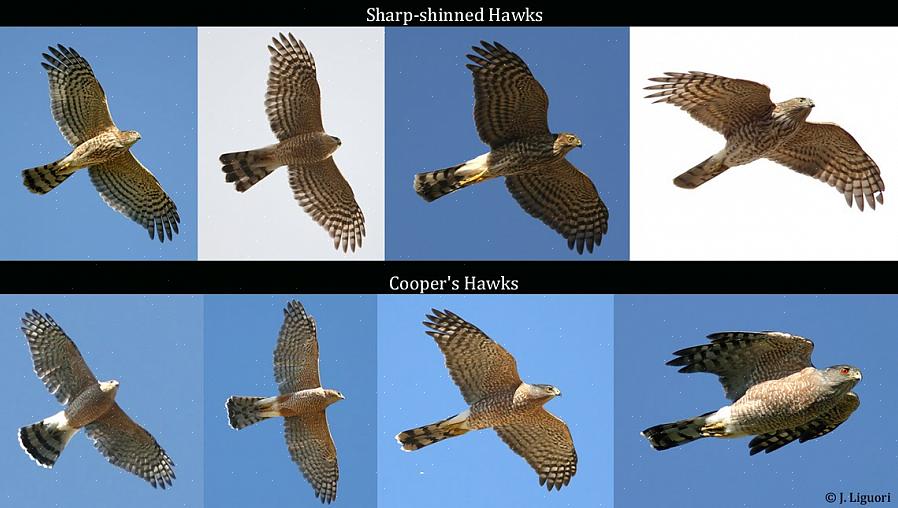 Er zijn twee manieren om roofvogels op zicht te identificeren