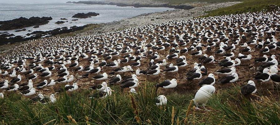 Gelukkig is het gemakkelijk om de bedreiging van ballonnen voor vogels