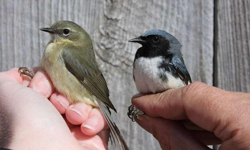 Er zijn verschillende soorten banden die op verschillende vogelsoorten worden gebruikt