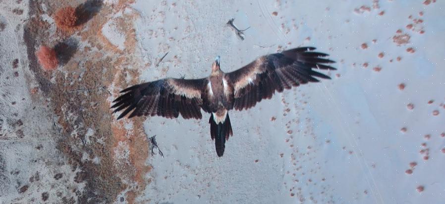De beste drones om te gebruiken in de buurt van dieren in het wild