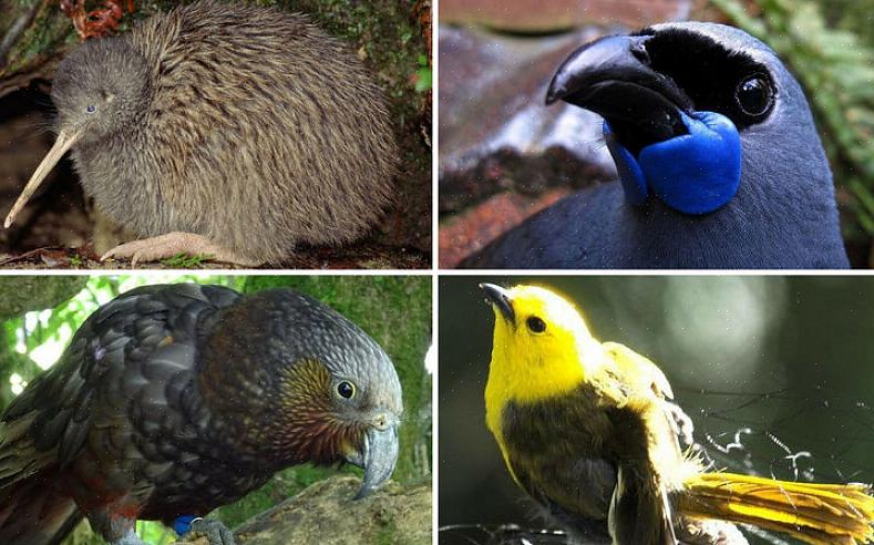 Vooral kunnen vogelaars de risico's van uitsterven altijd minimaliseren door de belangen van vogels boven