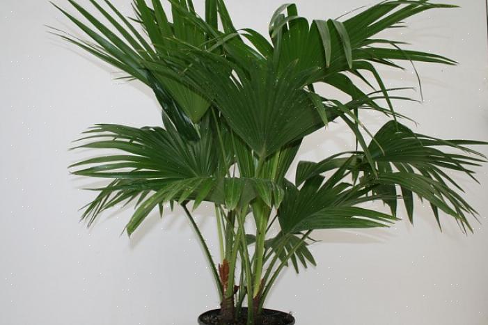 De bladeren van de Chinese waaierpalm groeien in cirkelvormige
