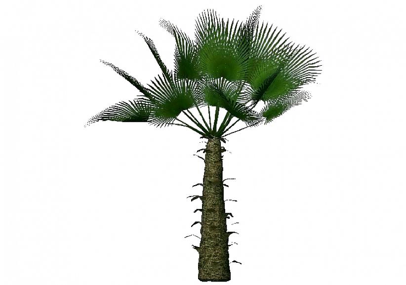 De molenpalm heeft waaiervormige bladeren die 3 meter lang zijn