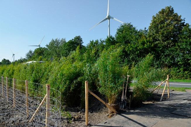 Zorg er dan voor dat de planten worden aangeduid als "klonterende" bamboe