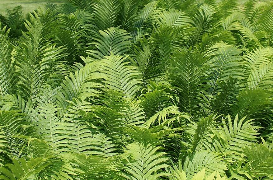 Hertshoornvarens (van het geslacht Platycerium) lijken erg op herten- of elandgeweien