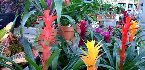 De meeste mensen krijgen bromelia's als geschenkplant wanneer hun kleurrijke schutbladen uit de centrale