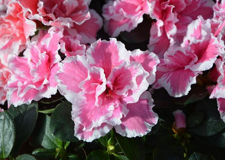 Na zo'n voortijdige bloei zijn die azalea-bloemknoppen voor jou verloren voor wat het komende bloeiseizoen