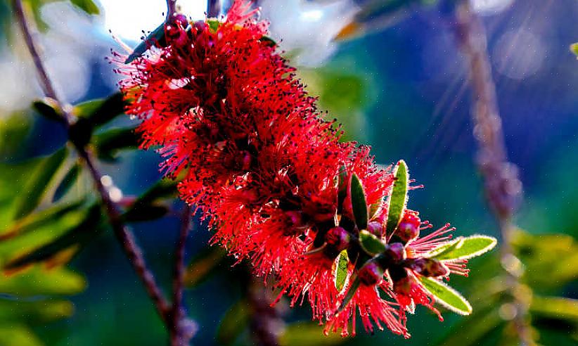 Melaleuca viminalis of Callistemon viminalis