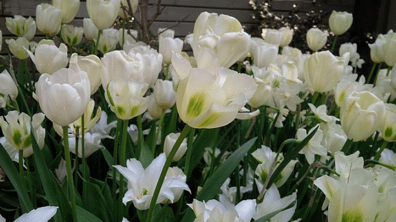 Bonte rode twijgkornoelje (Cornus alba "Elegantissima")