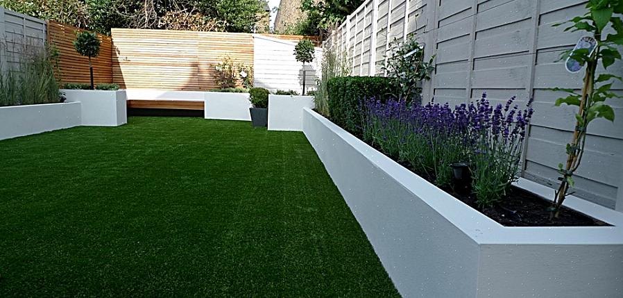 Bonte wilg (Salix integra "Hakuro-nishiki")