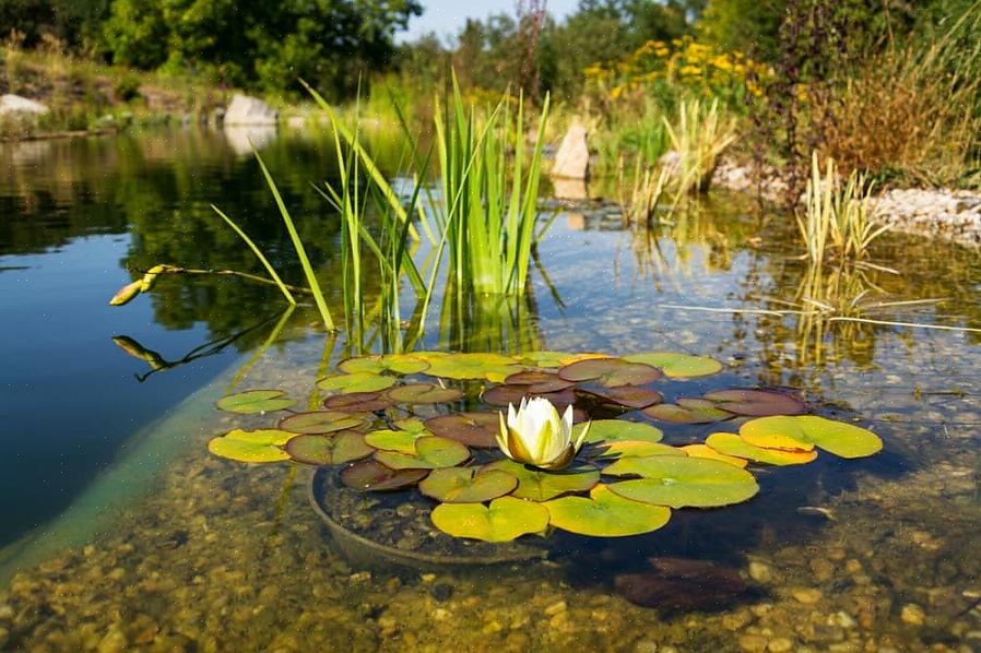 De esthetiek van een natuurlijk zwembad kan sommige zwemmers afschrikken die gewend zijn aan perfect helder