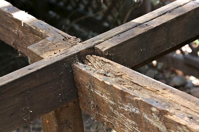 Omdat potentieel gevaarlijke schimmel vaak gepaard gaat met houtrot